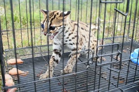 Ketika kucing kuwuk kembali ke alam bebas