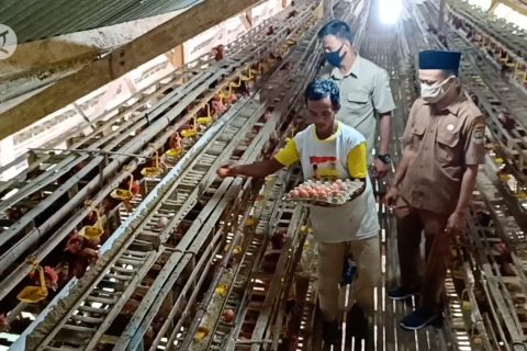 Meraup untung dari beternak ayam petelur