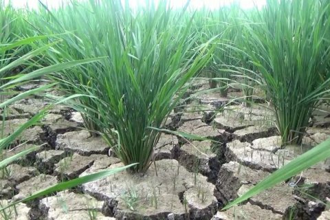 Pompa air pinjam pakai solusi kekeringan lahan pertanian di Aceh Utara