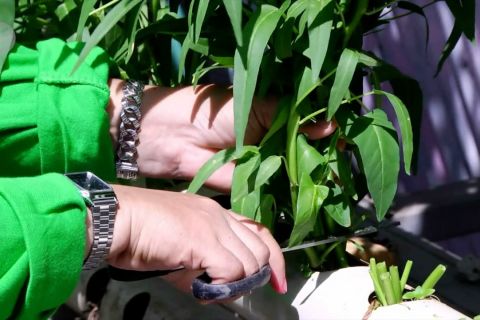 Memanen sayuran di gang permukiman ibu kota