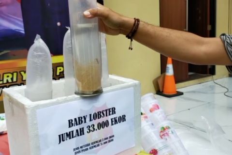Polresta Sidoarjo gagalkan penyelundupan 33 ribu benih lobster