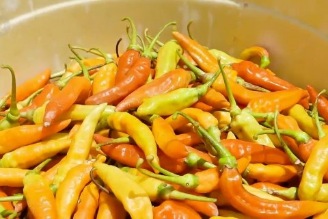 Kementan terapkan strategi saling pasok untuk tekan harga cabai