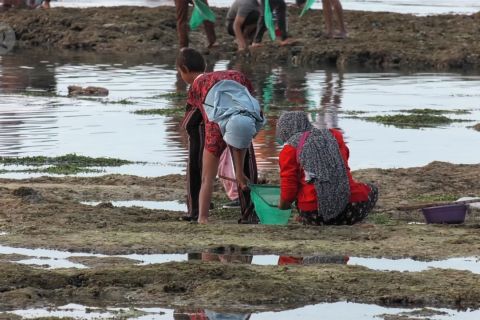 Kisah perburuan cacing jelmaan Putri Mandalika