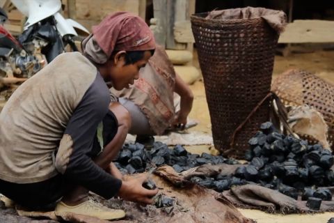 Perbaikan kualitas untuk genjot harga gambir Sumbar