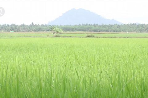 Pemulihan sektor pertanian Kalsel pasca banjir