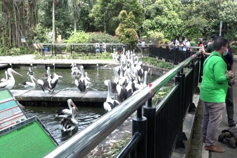 Ragunan kembali dibuka, dengan pembatasan pengunjung