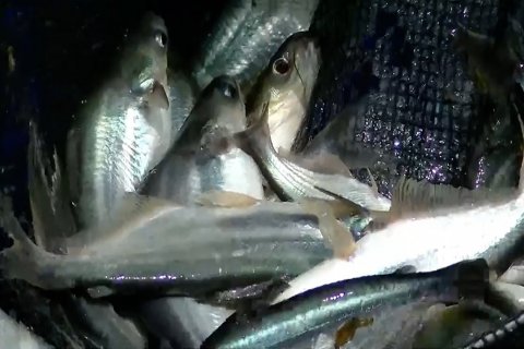 Budi daya ikan patin sebagai penggerak ekonomi masyarakat