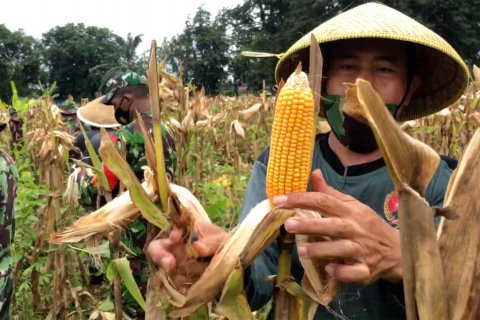 Dukung swasembada pangan, Kodim Pekalongan panen jagung