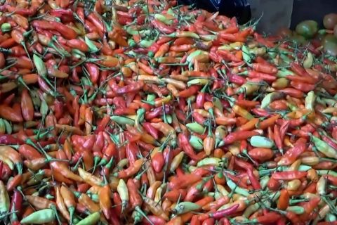 Kemendag sebut impor cabai bisa dilakukan