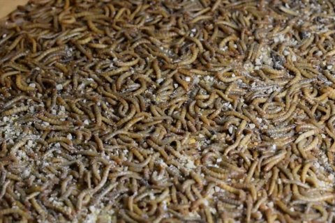 Melirik peluang usaha budi daya Ulat Hong Kong di Padang