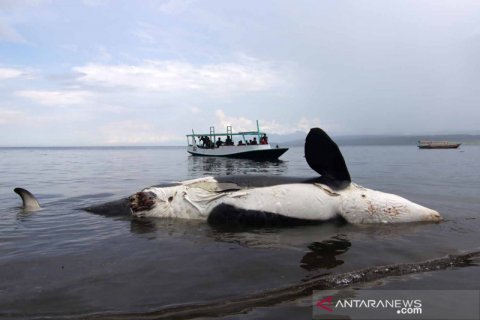 Paus Pembunuh mati terdampar di Pantai Bangsring