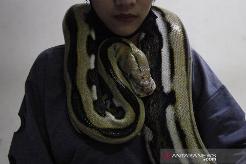 Pameran reptil di Karanganyar