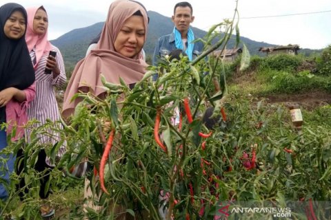 Panen Cabai Merah Ditingkat Petani