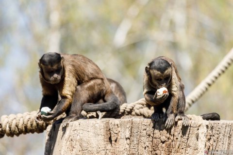 Monyet capuchin coklat memakan telur Paskah