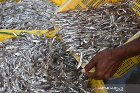 Kontribusi PNBP perikanan tangkap