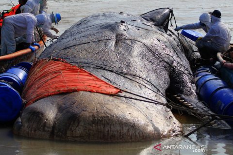 Evakuasi ikan paus terdampar di pantai Bungko Cirebon