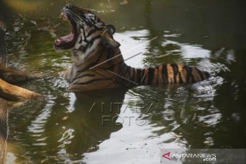 Populasi Harimau Sumatra