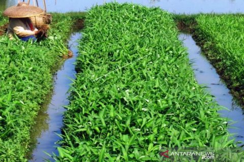 Beralih Tanam Sayuran