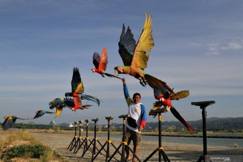Komunitas Free Fly burung macau