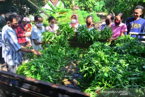 Berbagai sayuran segar gratis keliling kampung