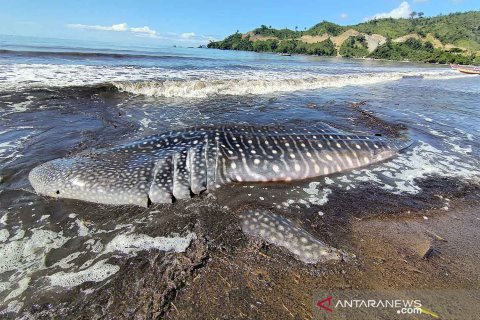Hiu paus terdampar di Tulungagung