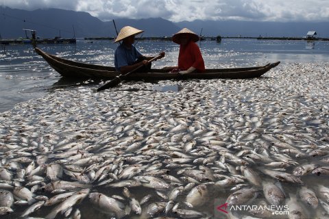 Ikan mati di Danau Maninjau