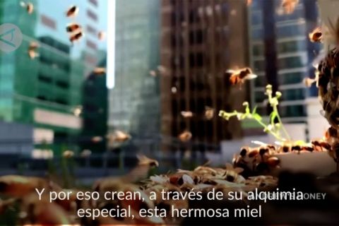 Beternak lebah di antara ratusan gedung pencakar langit New York