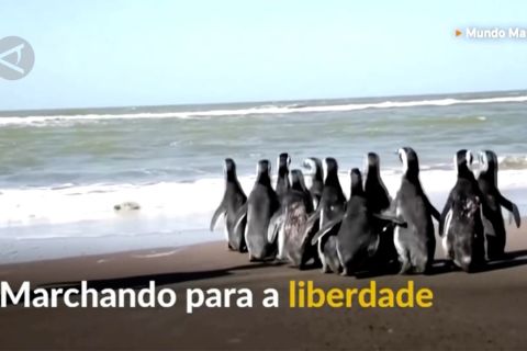 Penguin malnutrisi dikembalikan ke pantai Atlantik setelah rehabilitasi