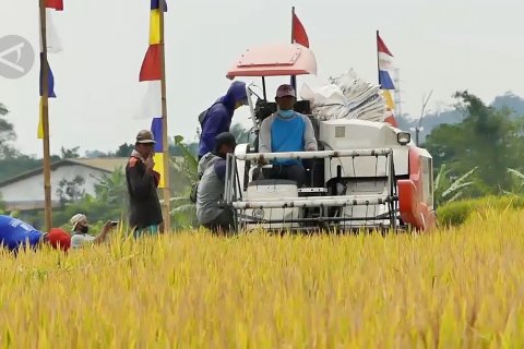 Temanggung surplus gabah 20 ribu ton