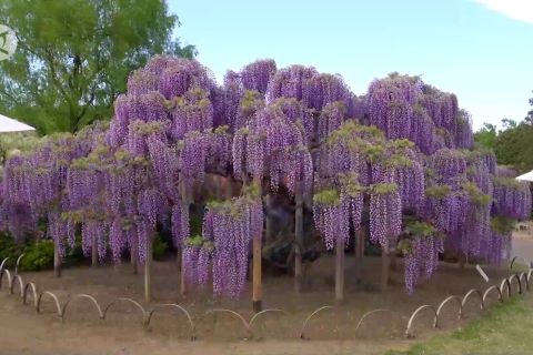 Keindahan bunga wisteria yang mekar lebih awal di Taman Bunga Ashikaga
