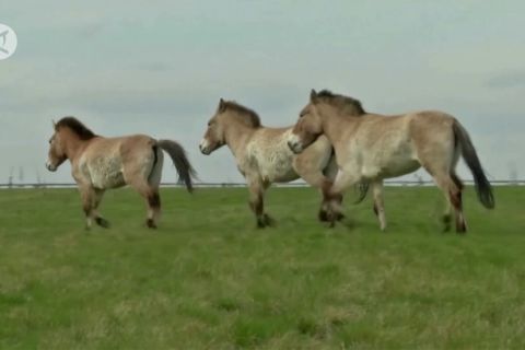 Spesies kuda liar langka miliki rumah baru di Kebun Binatang Praha