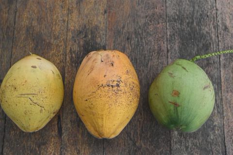 Bonsai kelapa dibiakkan di China selatan