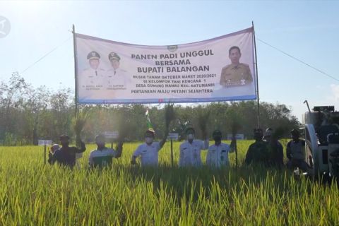 Bupati Balangan pimpin prosesi panen raya padi unggul