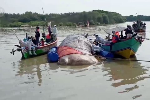 Evakuasi bangkai paus sperma terdampar di Cirebon