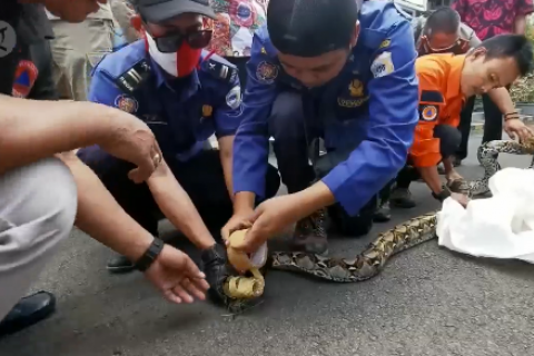 Ular piton mendadak mucul di Pendopo Kabupaten Pandeglang