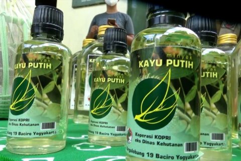 Gubernur DIY tinjau penyulingan kayu putih Sendang Mole