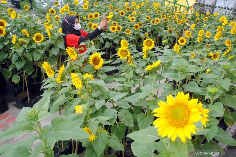 Taman Bunga Matahari di atap gedung pusat perbelanjaan di Kota Bogor