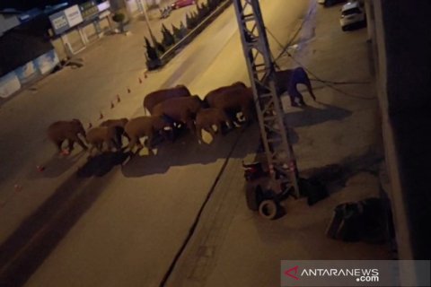 Gajah masuk kota di Yunan