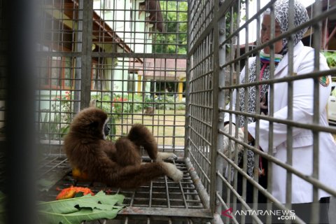 Rehabilitasi satwa dilindungi