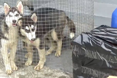 Patroli TNI AL amankan tiga ekor anjing ras di perairan Jayapura