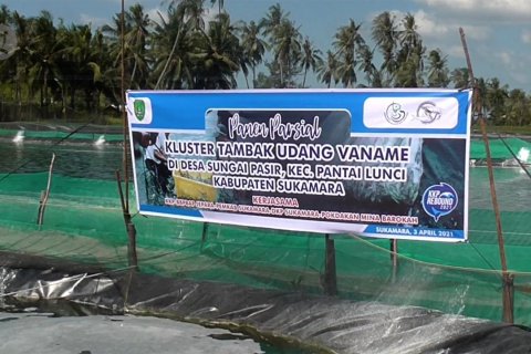 Pemkab Sukamara kembangkan klaster udang untuk bangkitkan ekonomi