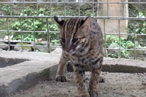 Warga Jember serahkan anak kucing hutan dilindungi Ke BKSDA