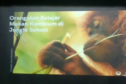 Siti dan Sudin akan bersekolah lima tahun sebelum dilepasliarkan