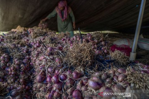 Diserang Hama, Panen Bawang Merah di Desa Langaleso Dipercepat