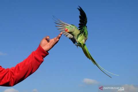 Kegiatan komunitas pecinta burung paruh bengkok