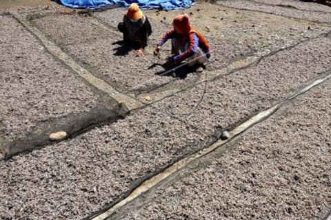 Musim ikan penja di Mamuju