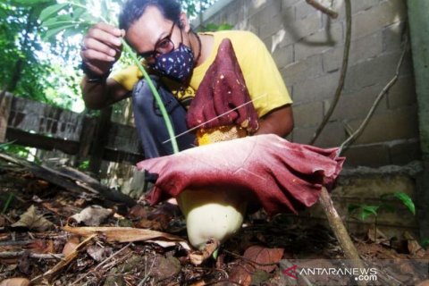 Bunga Bangkai Mekar Di Arboretum Untan Pontianak