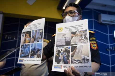 Bea Cukai Palembang Gagalkan Penyelundupan Baby Lobster