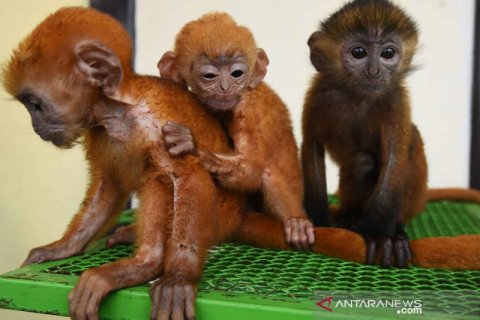 Tiga ekor Lutung Jawa diselamatkan dari transaksi jual beli online