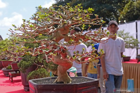 Yuk! Kita lihat uniknya tanaman bonsai